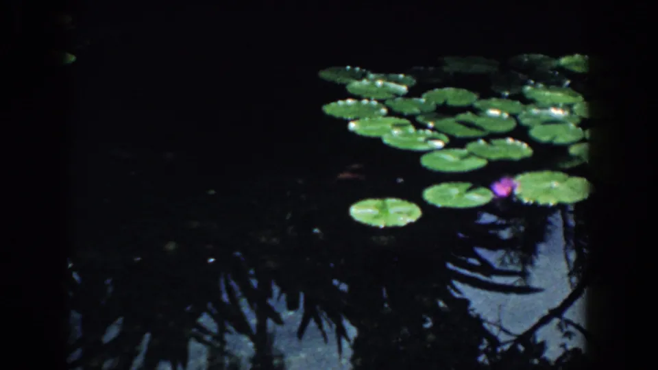 1958 South Carolina home-movie frame with clustered lily pads, one purple bloom, and shadowed reflections on pond water.
