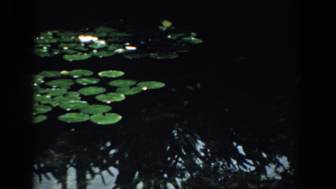 1958 South Carolina 8mm frame showing lily pads and pale water lilies floating on dark pond water with tree reflections.