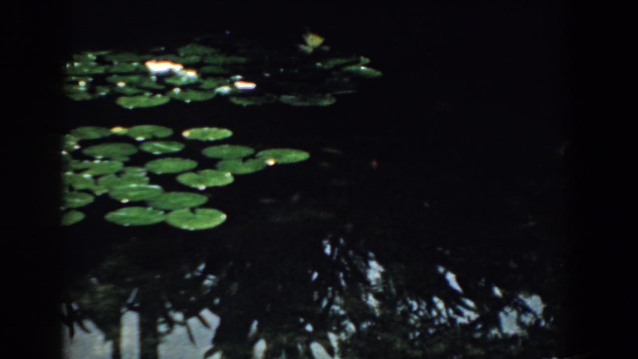Clustered lily pads and light blossoms reflected in dark pond water.