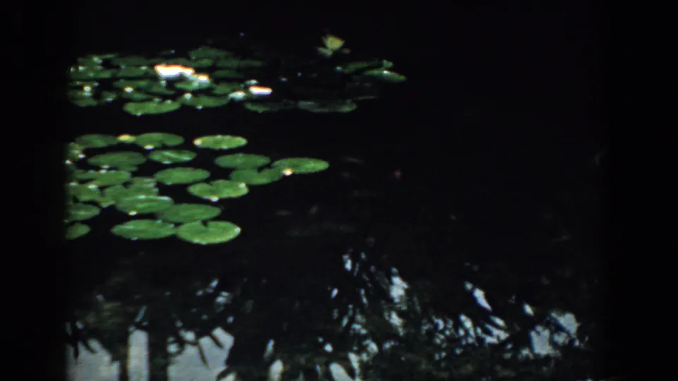 A steady 8mm view of green lily pads, small pale blossoms, and dark reflective pond water in South Carolina archival footage.