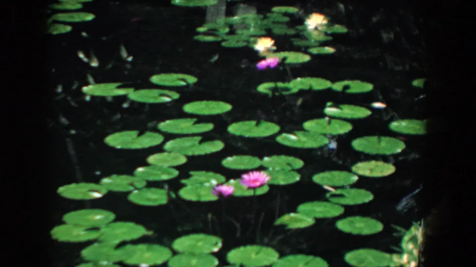South Carolina 1958 8mm frame showing pink and pale water lilies rising among green lily pads on dark water.