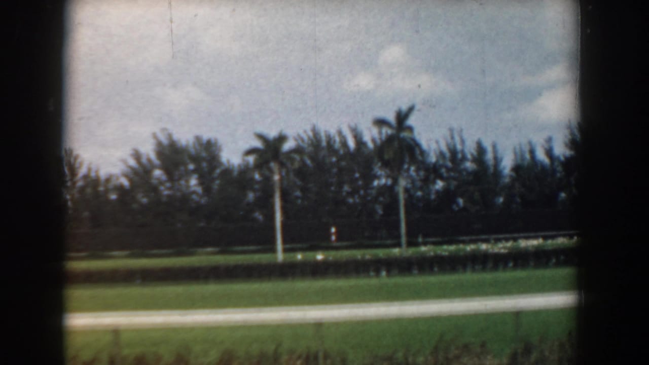 A moving-vehicle view in South Carolina shows grass, a pale roadside edge, palm trees, hedges, and dense foliage beneath a cloudy sky.