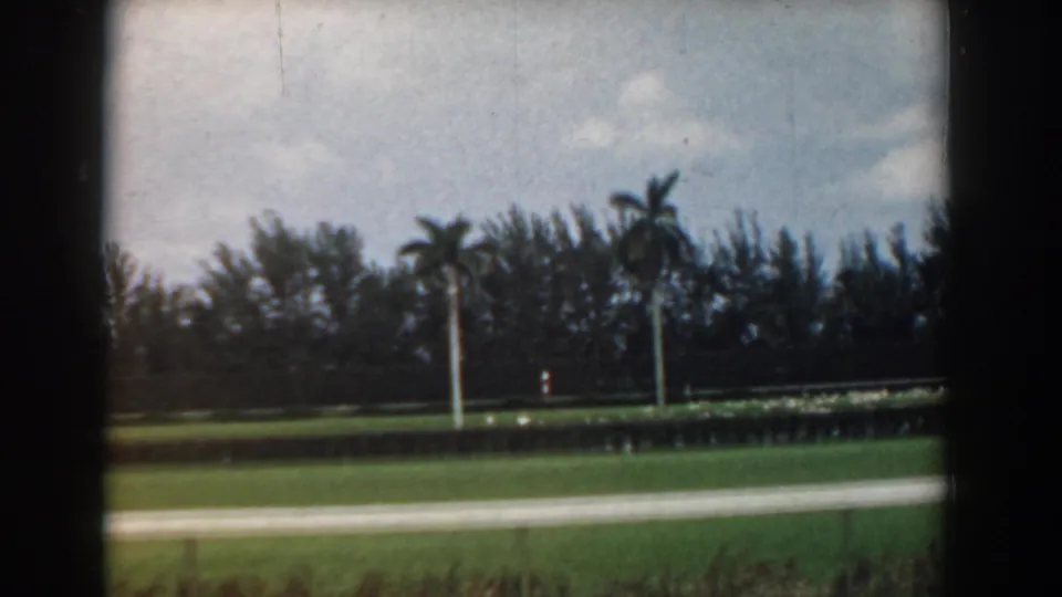 A moving-vehicle view in South Carolina shows grass, a pale roadside edge, palm trees, hedges, and dense foliage beneath a cloudy sky.