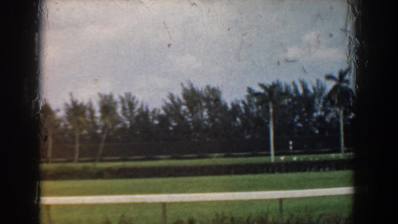 Palm-lined lawn seen through dark 8mm frame borders.