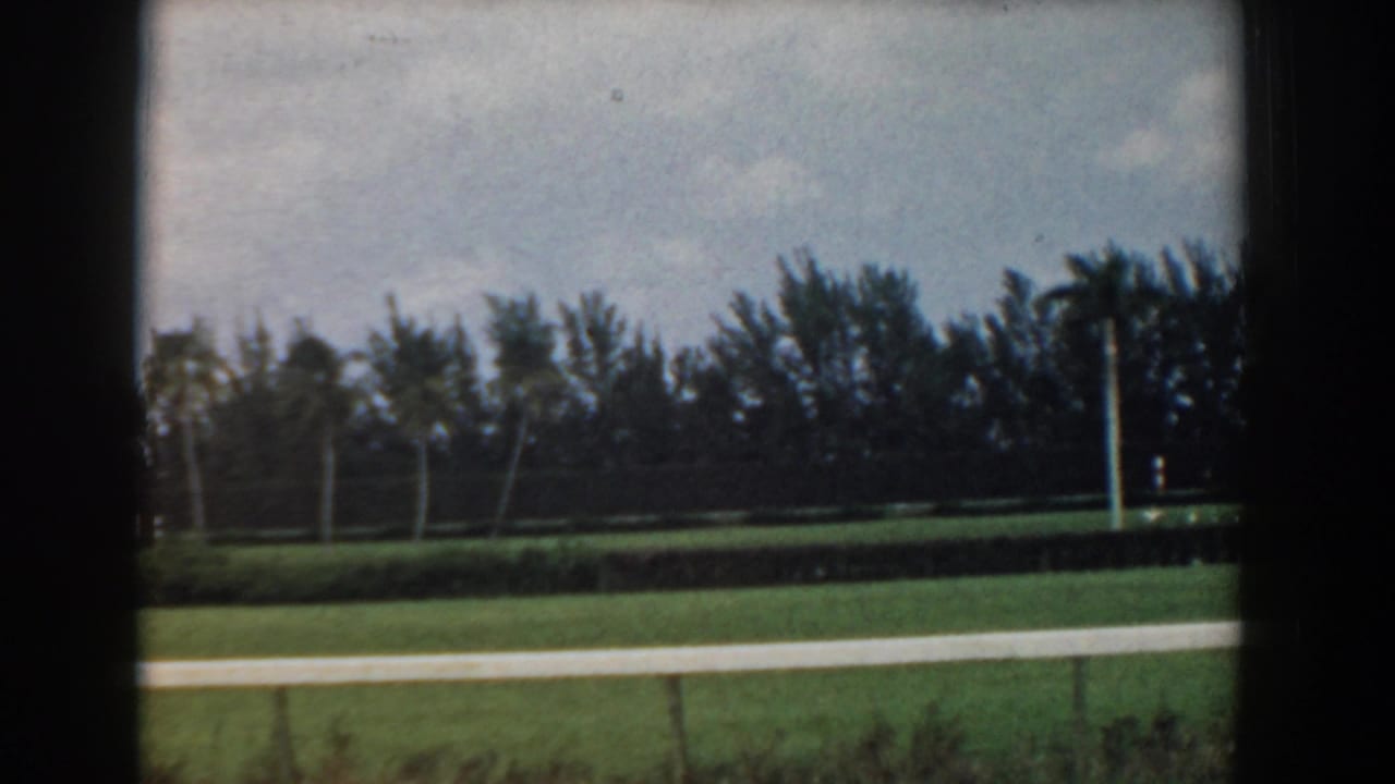 Wide lawn and tree line with palms behind a pale path.