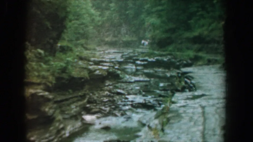 1958 home-movie view of a small Yorktown creek, showing eroded stone, shallow water, dense foliage, and distant people along the stream.