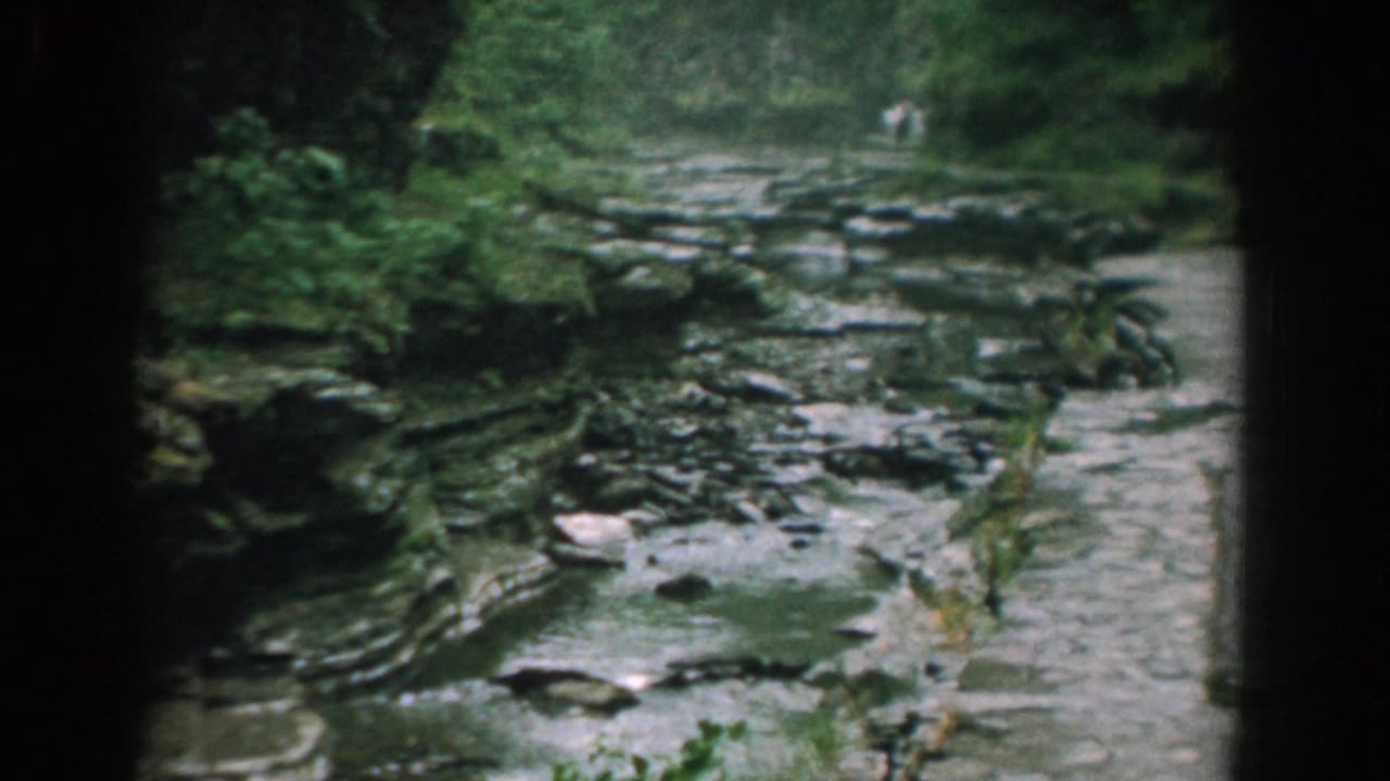 Rocky forest stream with shallow water and green foliage along the banks.