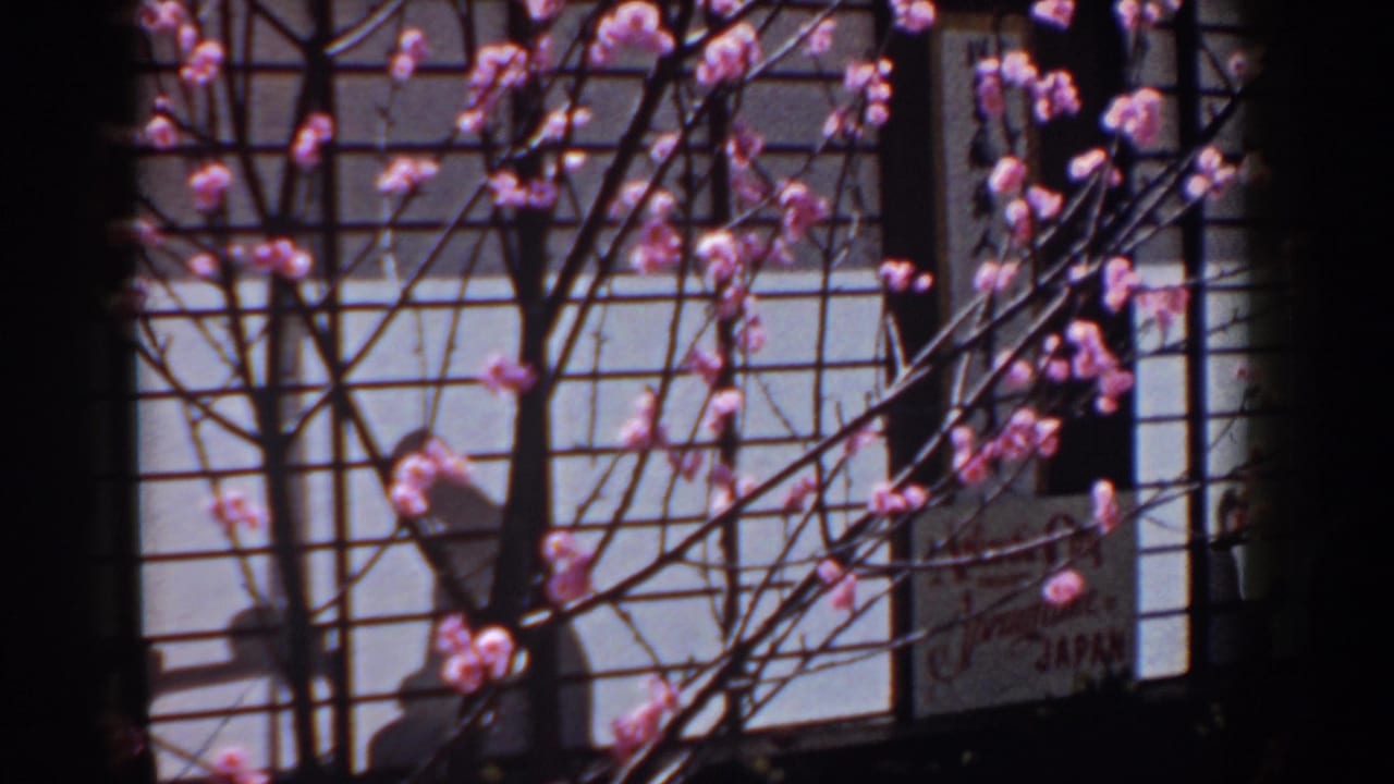 Yorktown, Virginia home-movie frame with cherry blossoms and dark branches silhouetted against Japanese-style grid panels.