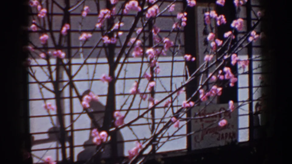 Yorktown, Virginia home-movie frame with cherry blossoms and dark branches silhouetted against Japanese-style grid panels.