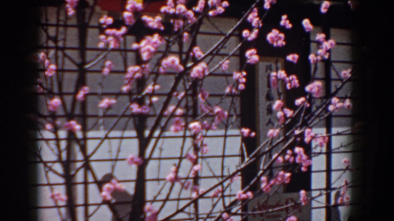 1958 8mm frame from Yorktown showing blossoms, intersecting branches, and a partially readable vertical sign near gridded display panels.