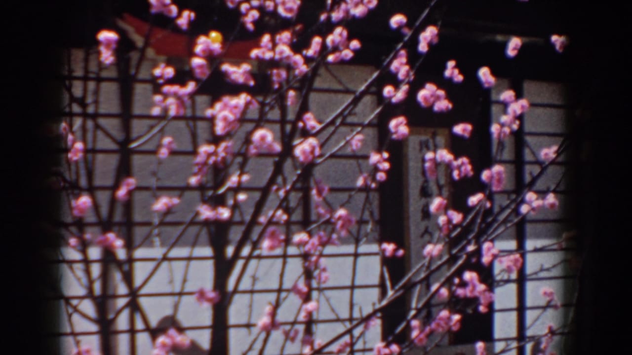 Final Yorktown 1958 frame with clustered pink blossoms over shoji-style panels and a partly obscured display sign.