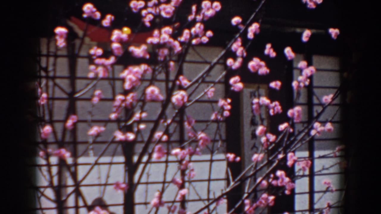 Pink blossoms in front of a paneled building facade.