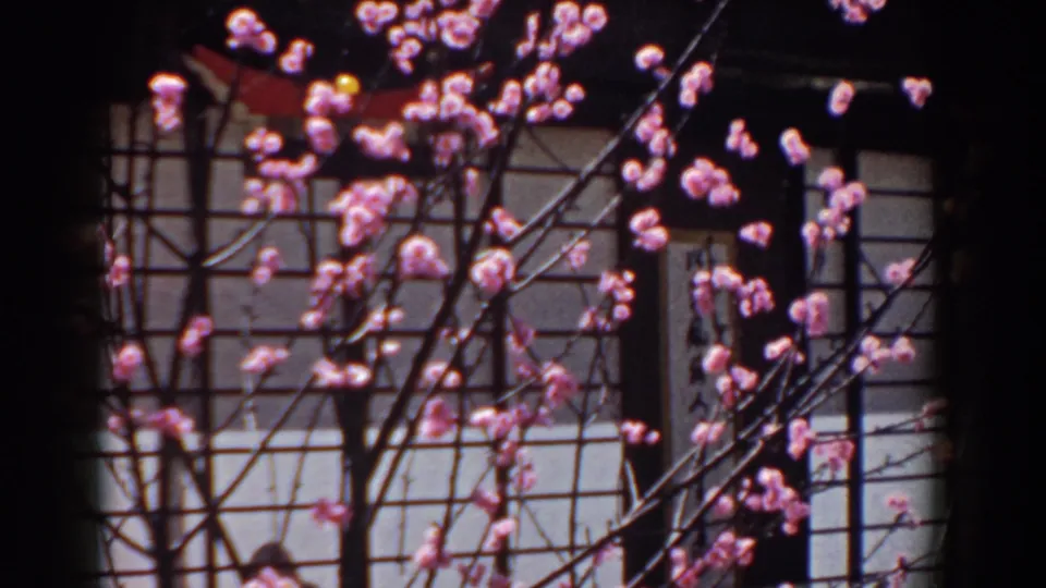 Pink flowering branches fill the foreground against a paneled facade in supported 1958 home-movie footage from Yorktown, Virginia.