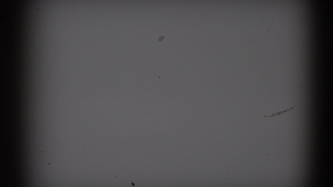 Underexposed 8mm frame with gray film area, dark gate edges, dust, and faint exposure variation from the 1959 Florida clip.