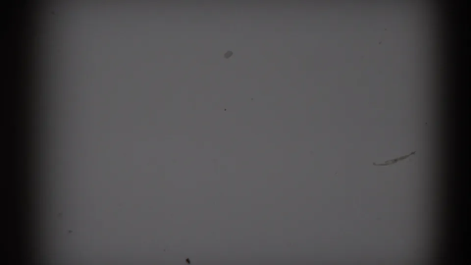 Underexposed 8mm frame with gray film area, dark gate edges, dust, and faint exposure variation from the 1959 Florida clip.