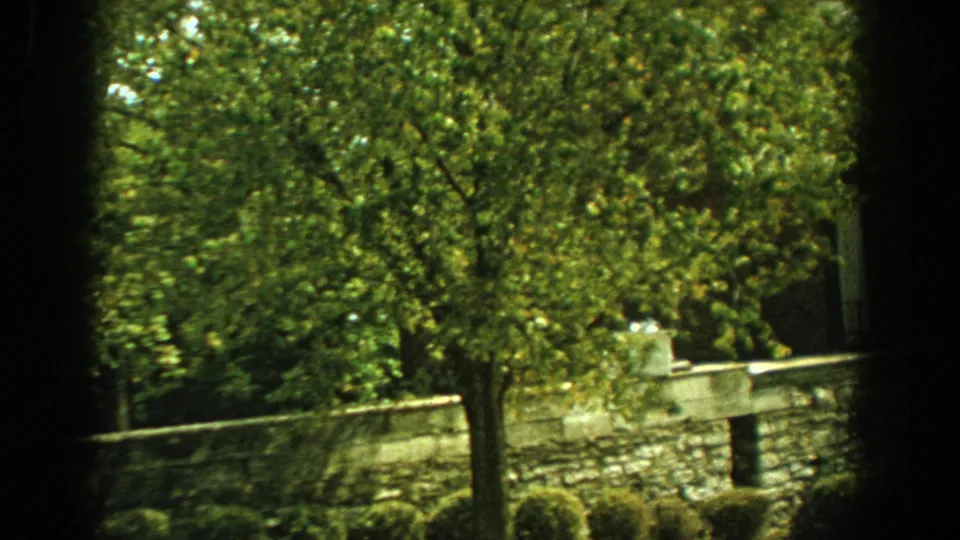1959 Florida home-movie frame with leafy trees dominating the view, a stone wall below, and portions of a brick house behind.