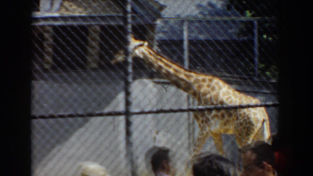 1960 Bel Air, Maryland zoo footage showing a giraffe inside a fenced enclosure as visitors watch from below.
