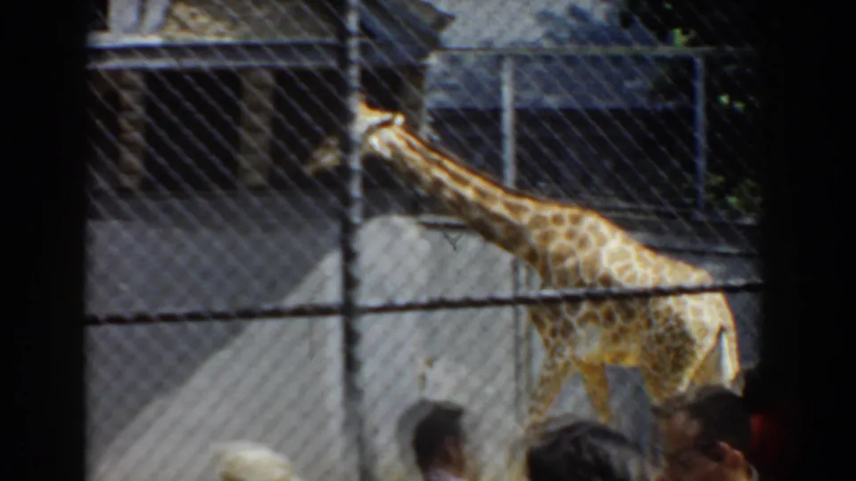 1960 Bel Air, Maryland zoo footage showing a giraffe inside a fenced enclosure as visitors watch from below.