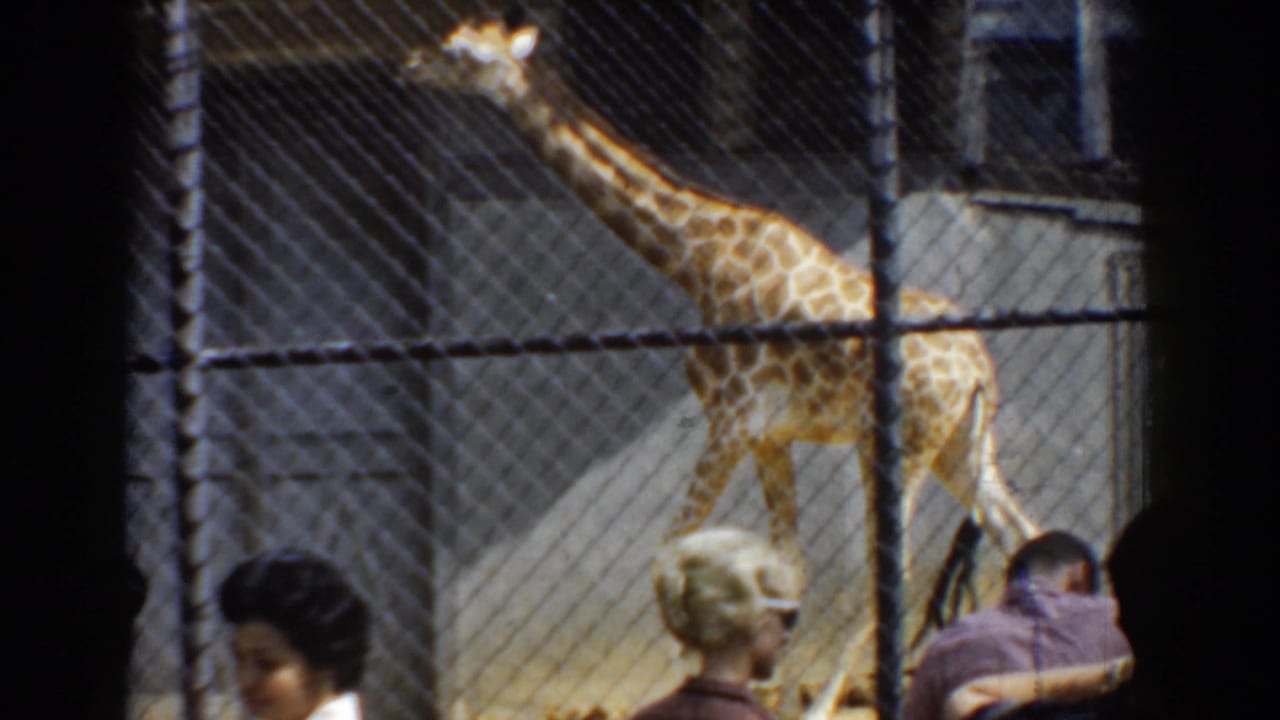 Giraffe walking inside a fenced zoo habitat with visitors partly visible below.