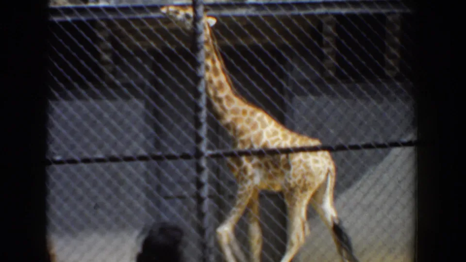 The giraffe is framed through fencing in the Bel Air, Maryland zoo clip, with a visitor silhouette in the foreground.