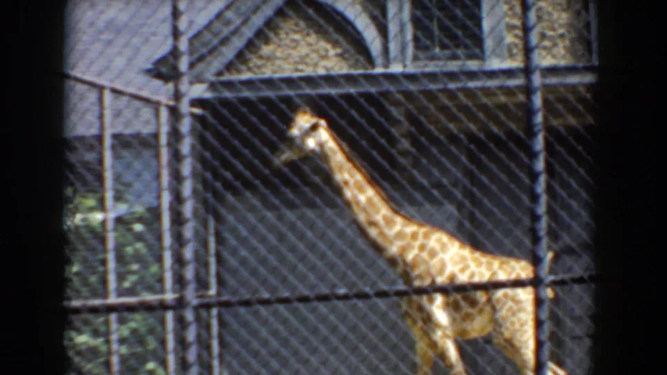 A giraffe stands within the fenced habitat in 1960 Bel Air, Maryland footage, viewed from the visitor side.