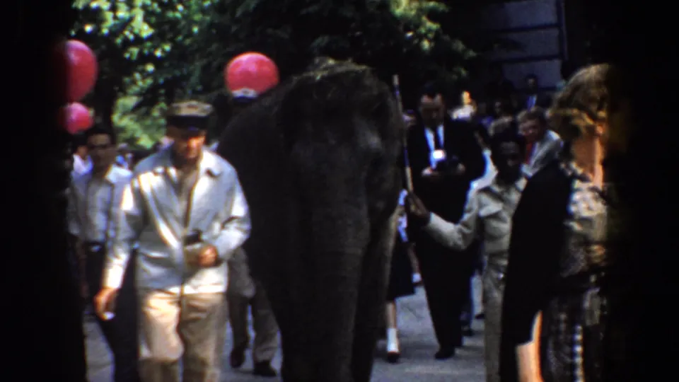 1960 Bel Air, Maryland 8mm frame showing an elephant in a public procession with handlers and spectators nearby.