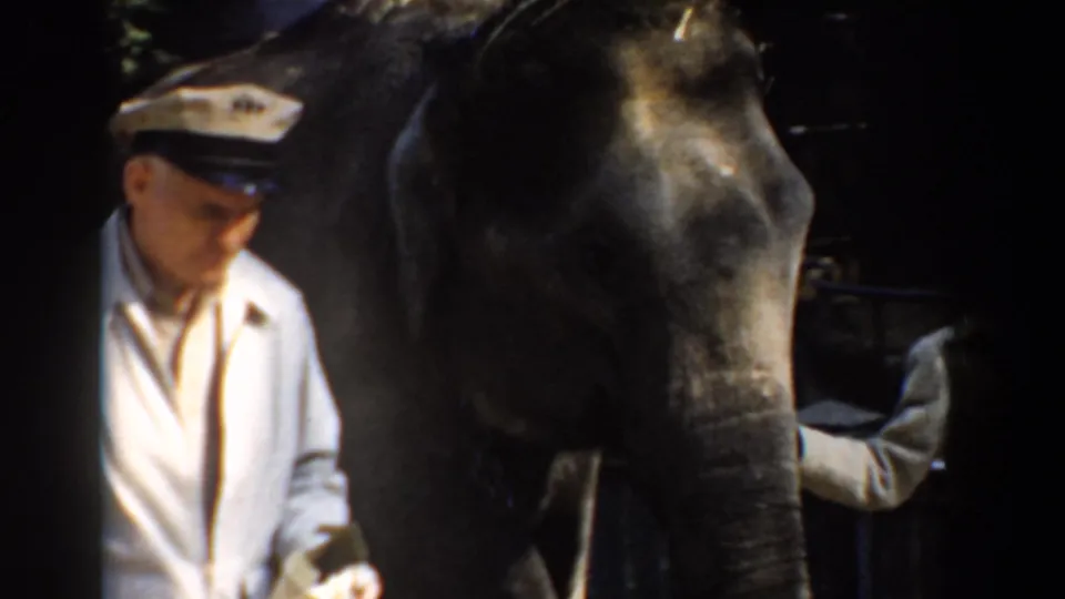 Close 8mm frame from Bel Air, Maryland showing the elephant's head near a light-uniformed man during the procession.