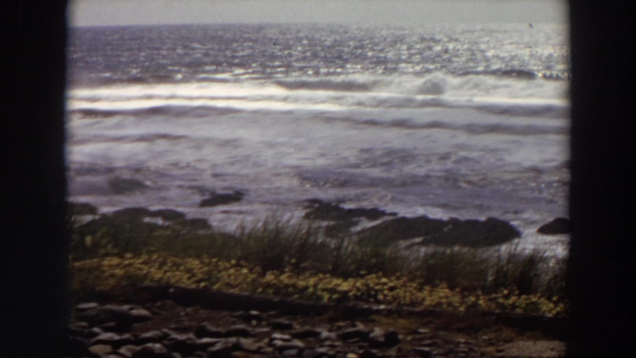 Ocean waves break near dark shoreline rocks with grass and yellow flowers in the foreground.