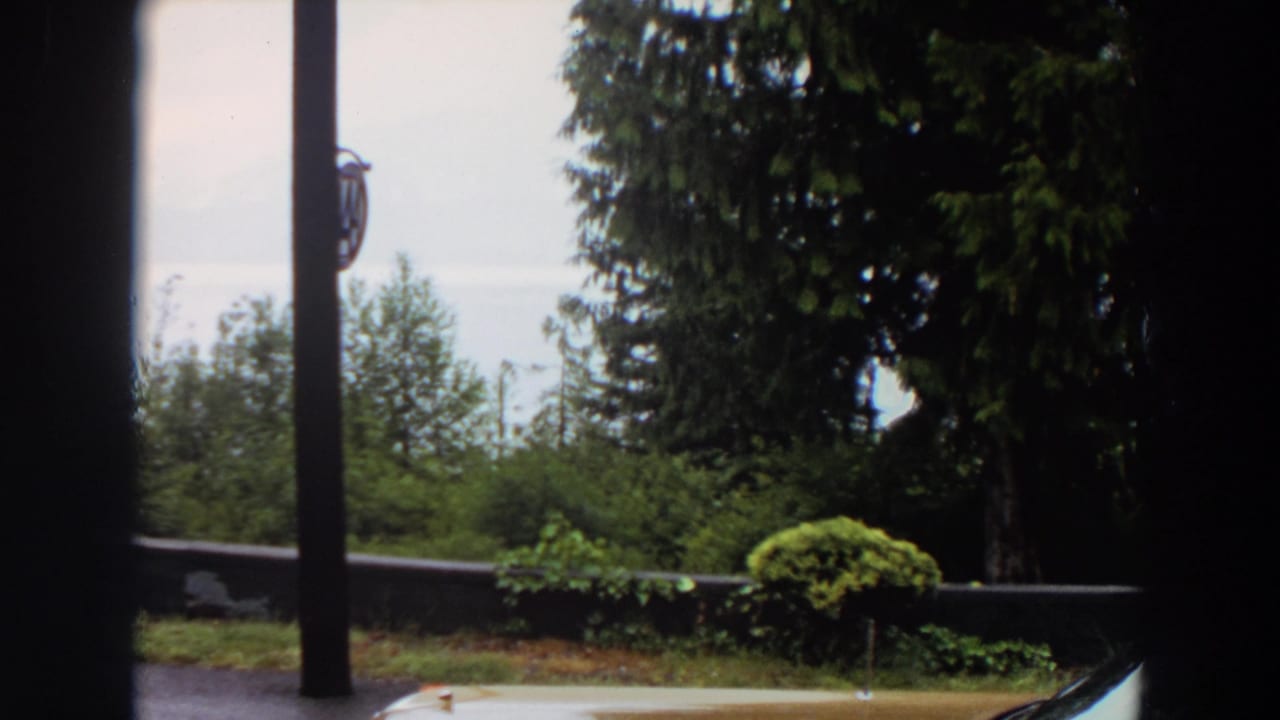 Trees and low roadside wall seen beyond wet pavement and a partial car hood.