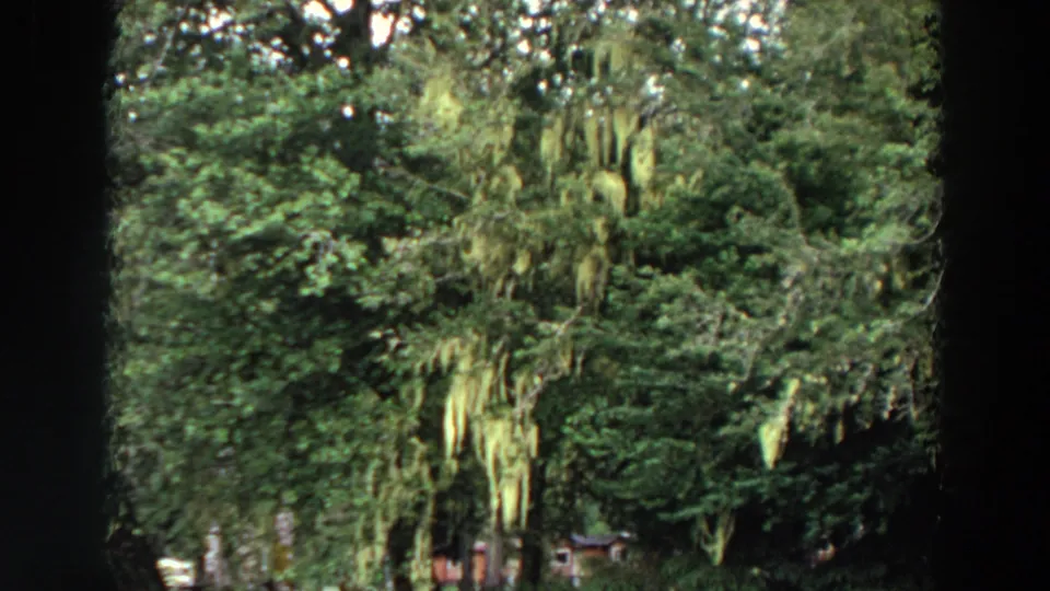 Vintage 8mm frame of lush California trees with hanging moss and dense green foliage.