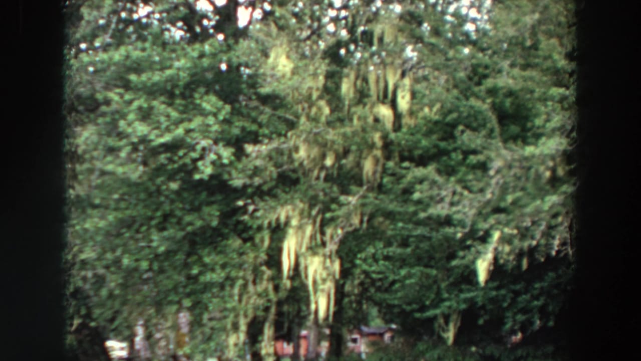1964 California 8mm frame showing dense woodland foliage with strands of hanging Spanish moss among dark trunks.