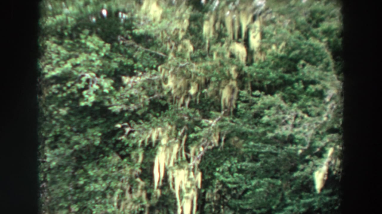 Tree canopy and hanging moss framed by dark film borders.