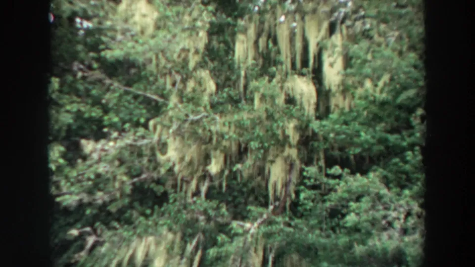 Closer 1964 California 8mm frame of Spanish moss draped from branches above dense woodland foliage.