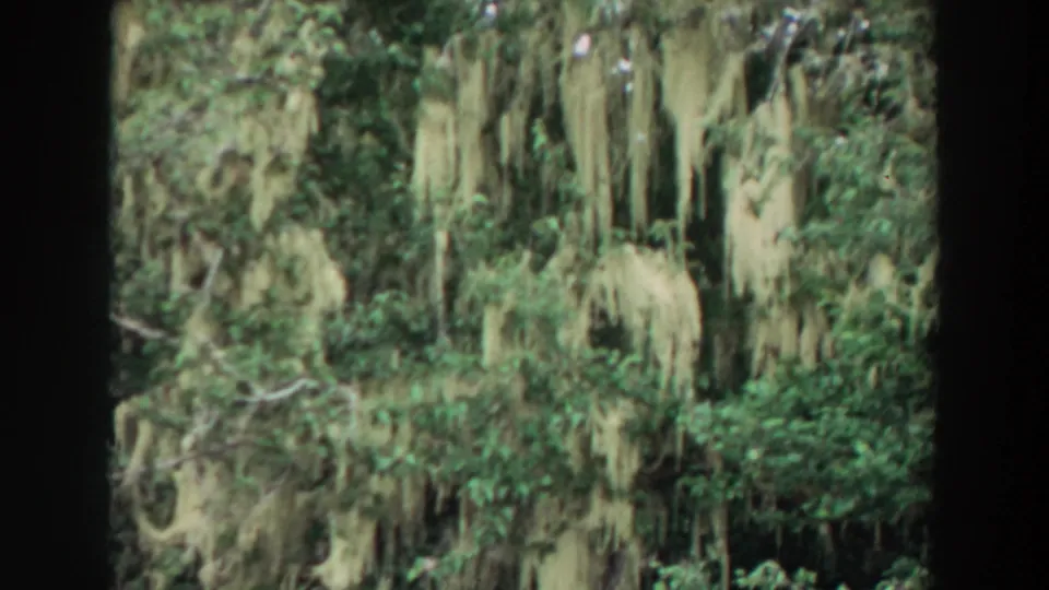 1964 California 8mm close view of moss-draped branches surrounded by thick green foliage and shaded tree growth.