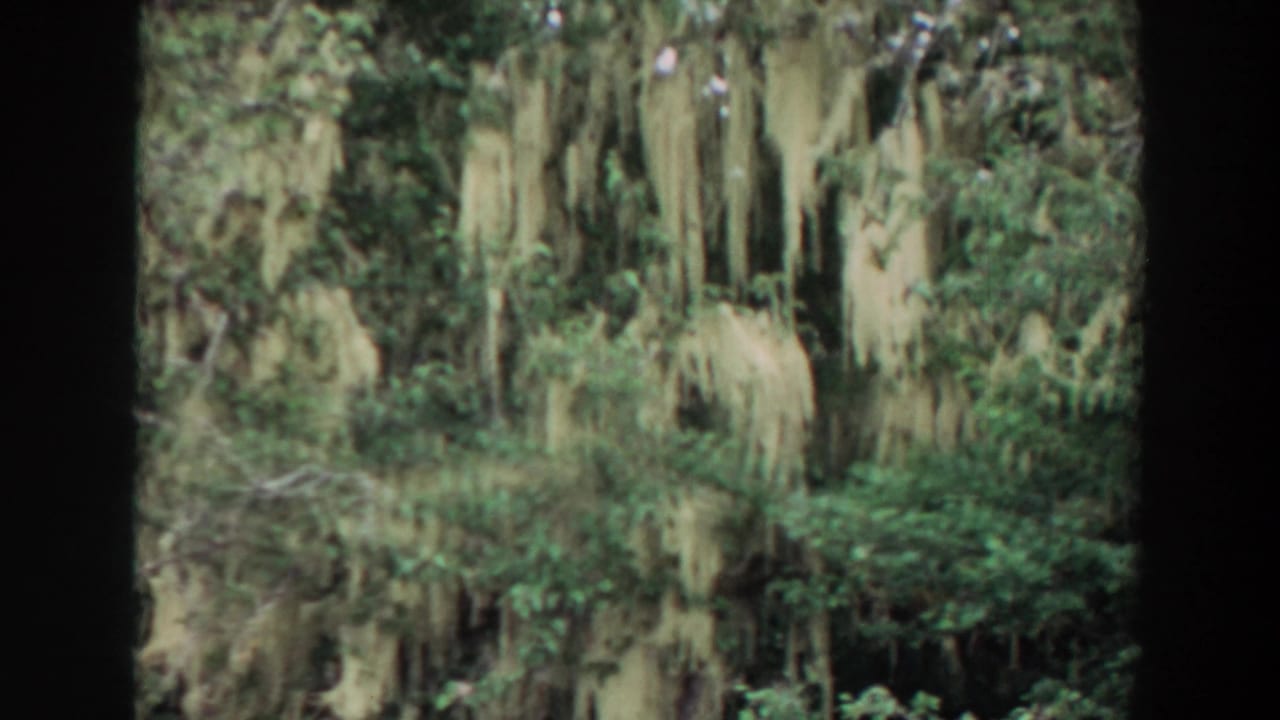 1964 8mm home-movie frame showing a moss-draped forest canopy, dense foliage, and soft small-gauge film texture.