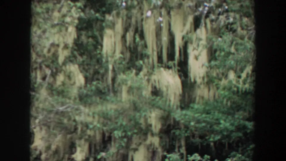 1964 8mm home-movie frame showing a moss-draped forest canopy, dense foliage, and soft small-gauge film texture.
