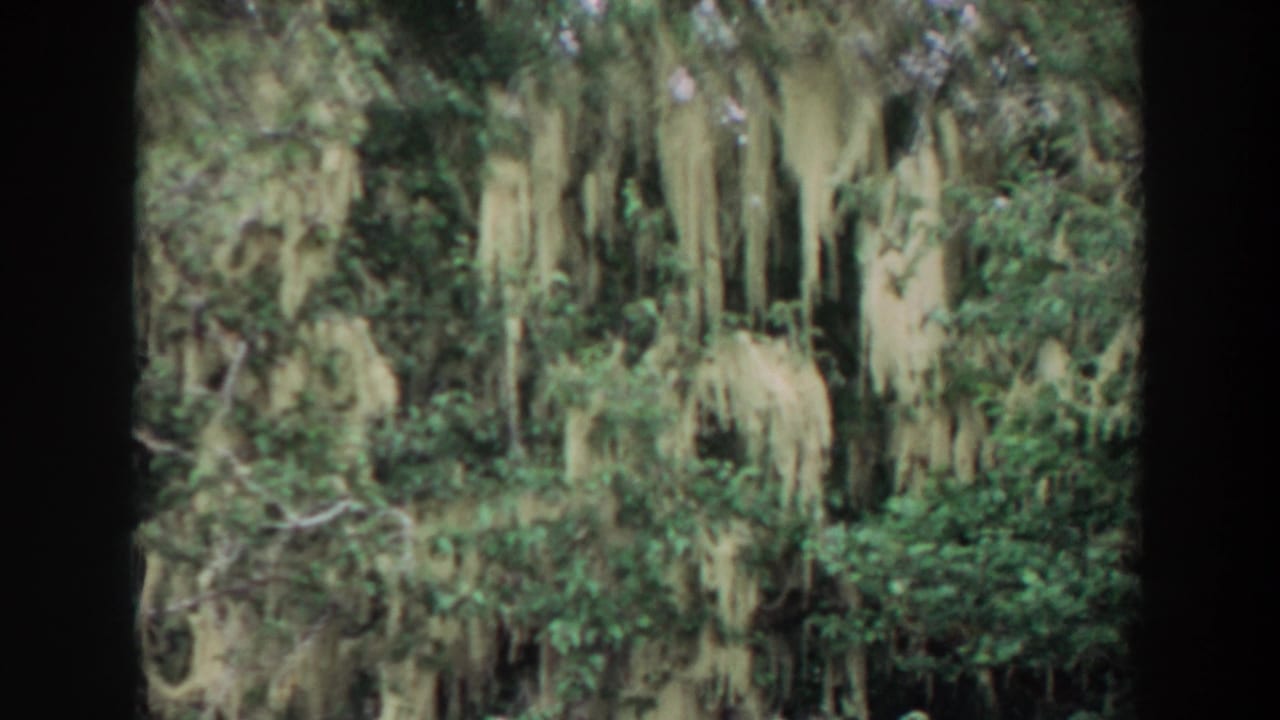 1964 California archival home-movie view of hanging moss among trees and shaded green undergrowth.