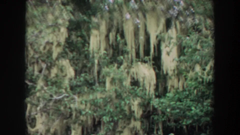 1964 California archival home-movie view of hanging moss among trees and shaded green undergrowth.