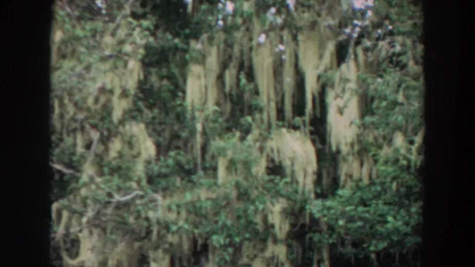 Vintage 8mm frame of a dense forest canopy with hanging moss and layered greenery, identified by metadata as California, 1964.