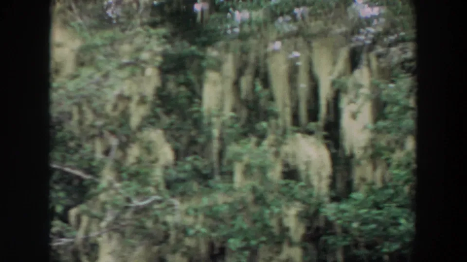 Soft 1964 8mm forest view with moss strands, green foliage, tree trunks, and visible small-gauge film texture.