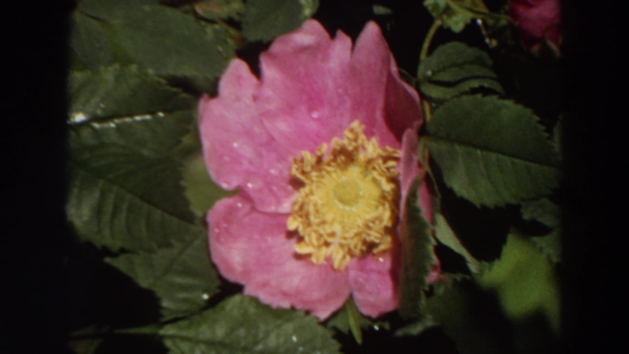 Close-up of a pink wild rose with yellow center against dark green leaves.