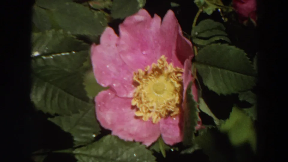 1964 California 8mm close-up of a pink wild rose with yellow stamens, framed tightly against glossy green leaves.