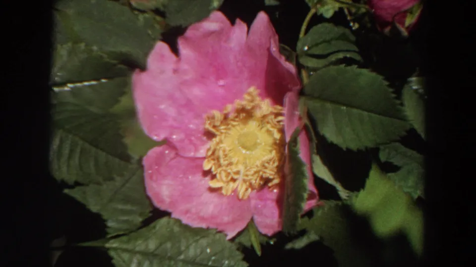 Close 8mm view of a pink wild rose and yellow center in California footage, with leaves and shadowed foliage around it.