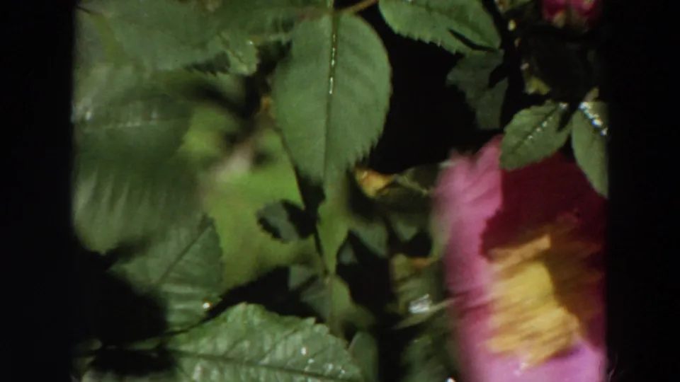 Soft, motion-blurred 8mm frame showing green leaves and a partial pink rose at the edge of the composition.
