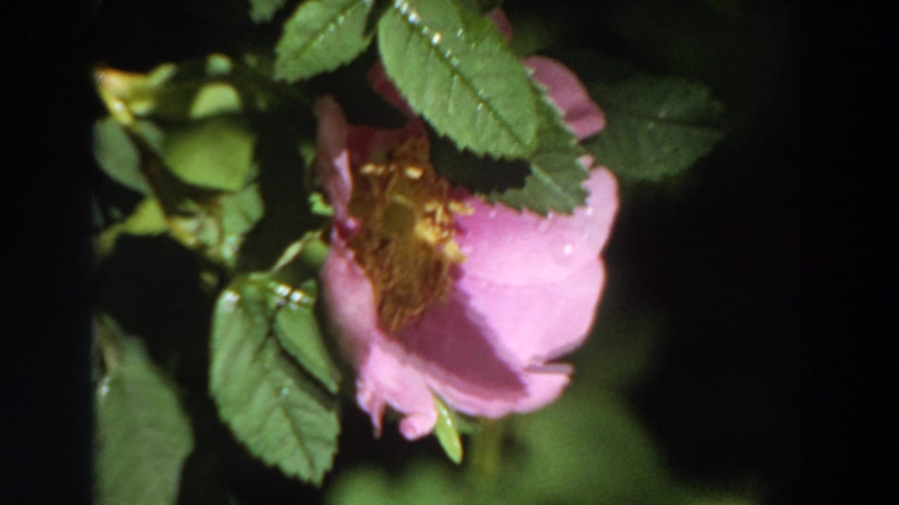 1964 California 8mm frame showing a pink wild rose with yellow stamens, green leaves, and droplets against a dark leafy background.
