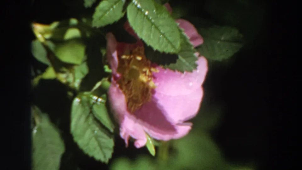 1964 California 8mm frame showing a pink wild rose with yellow stamens, green leaves, and droplets against a dark leafy background.