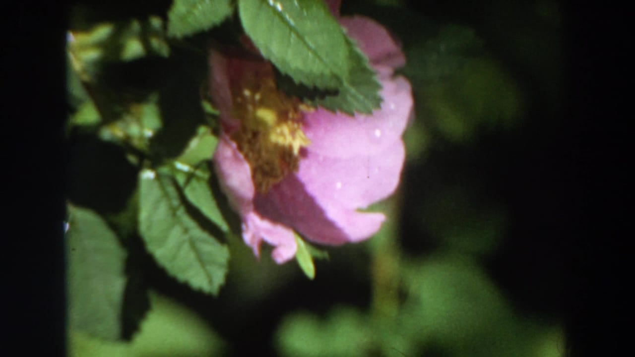 Pink flower and green leaves framed against a dark garden background.