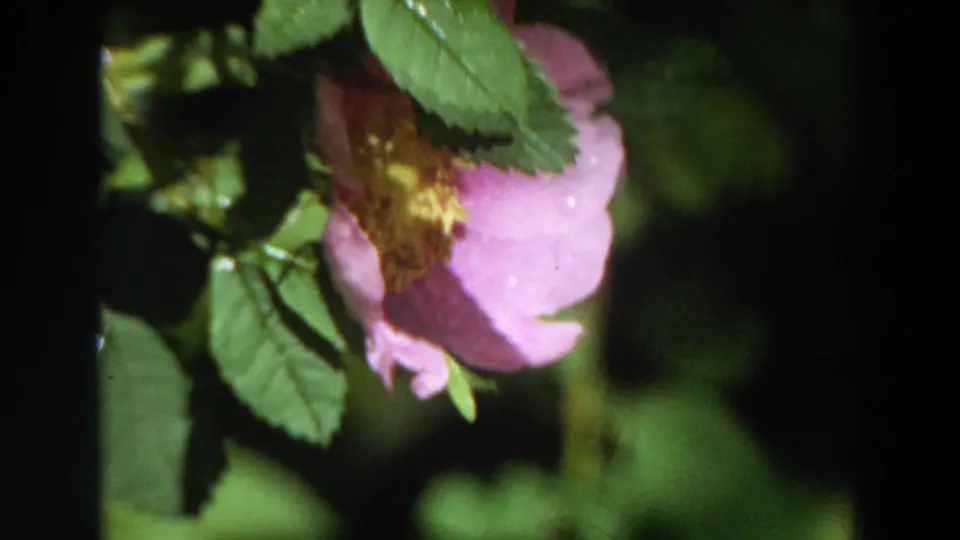 1964 California 8mm frame of a pink wild rose partly covered by leaves, with moisture visible on foliage and petals.
