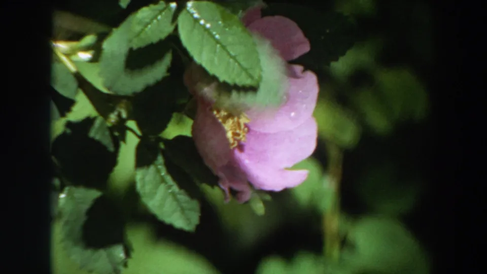 1964 California 8mm frame showing the pink rose in softer focus, with leaves and small droplets in the foreground.