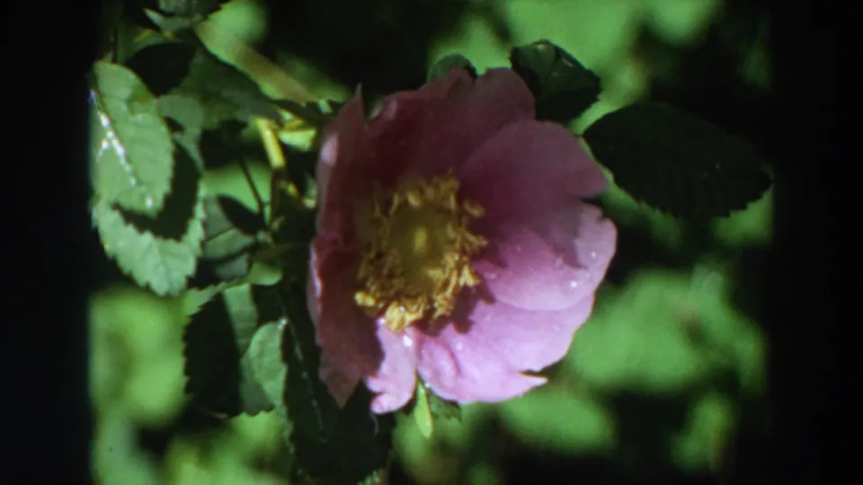 1964 California 8mm frame with the rose more centered, yellow stamens visible, and wet green foliage surrounding the bloom.